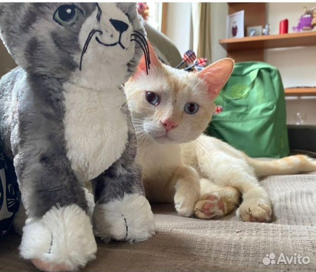 Котик ищет дом