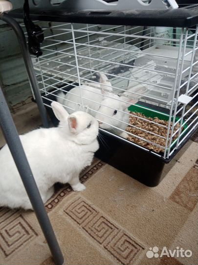 Отдам кроликов гермелинов