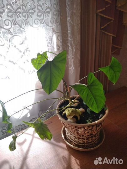 Филодендрон, вьющаяся лиана