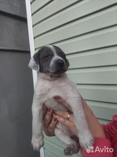 Щенки бесплатно