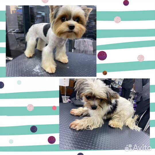 Груминг. Стрижка собак и кошек