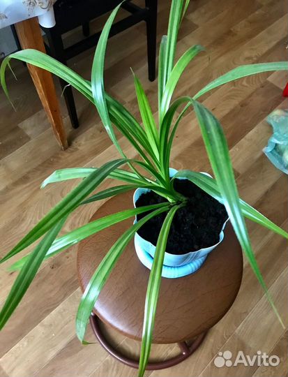 Цветок пальма