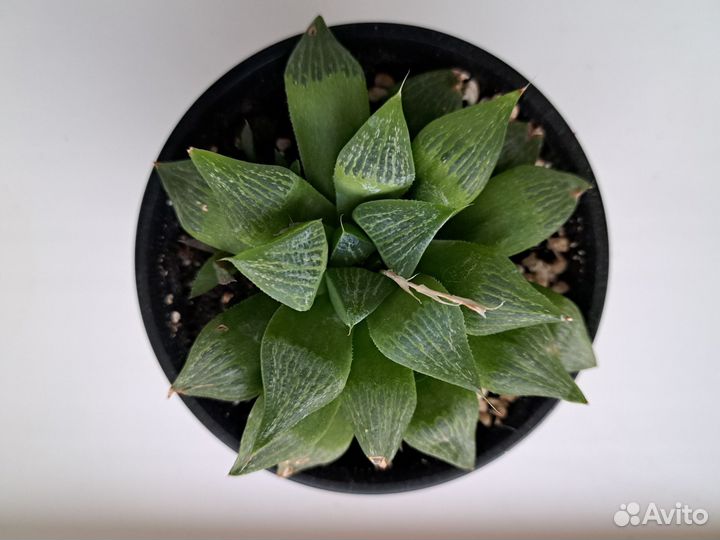 Суккуленты