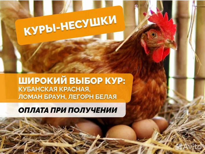 Куры несушки Ломан браун