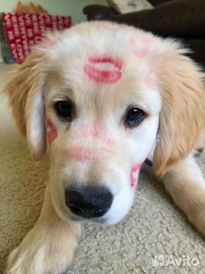 Выгул собак/выгульщик собак