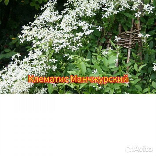 Многолетники садовые