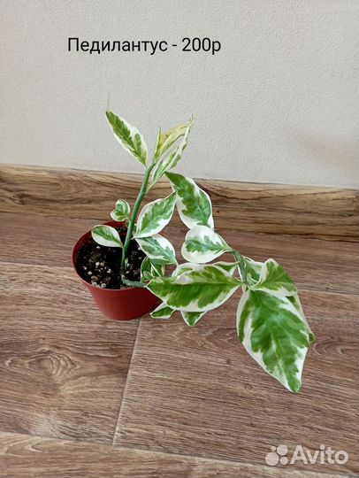 Комнатные цветы от