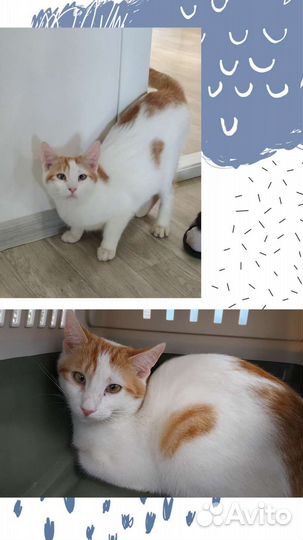 Рыже-белый мальчик в добрые руки