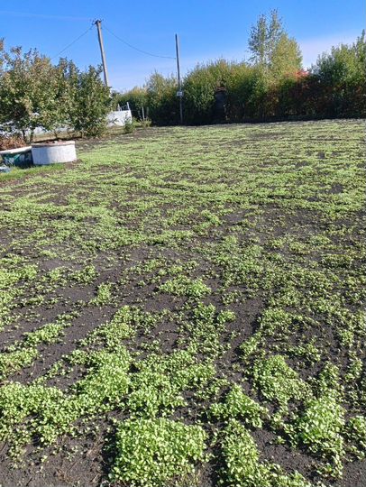 Участок 6 сот. (СНТ, ДНП)