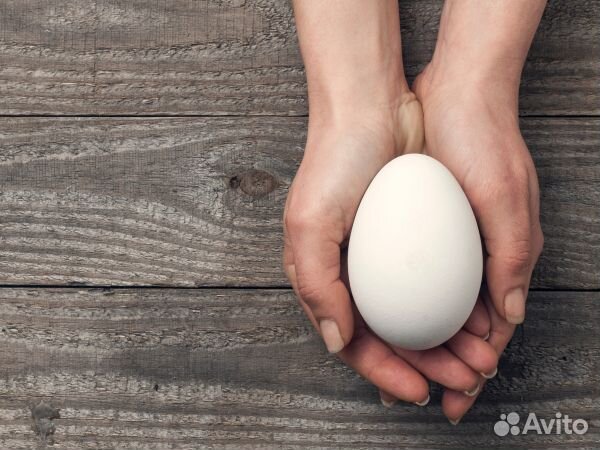 Инкубационное Яйцо гусиное
