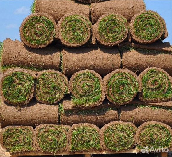 Рулонный газон Premium. Доставка, укладка