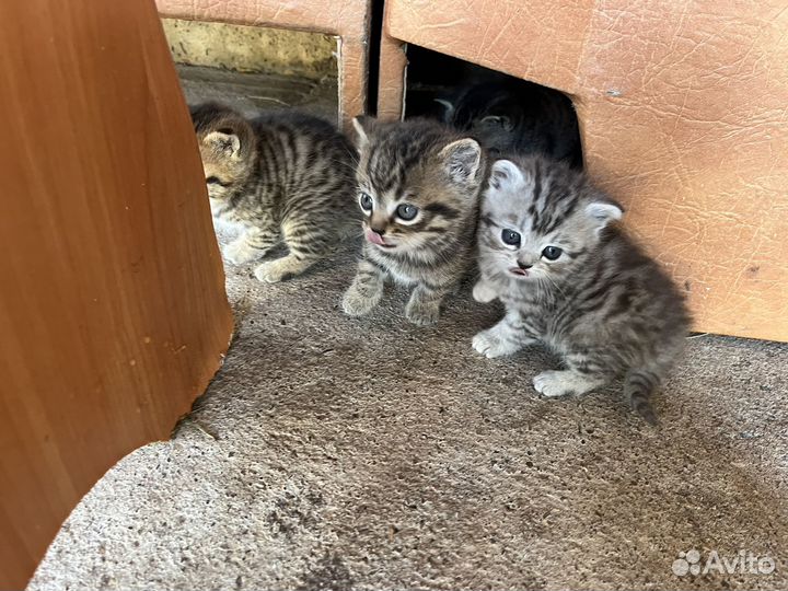 Британские котята