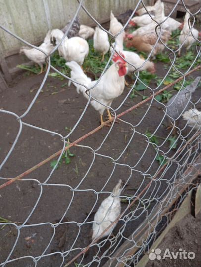 Петухи легорн