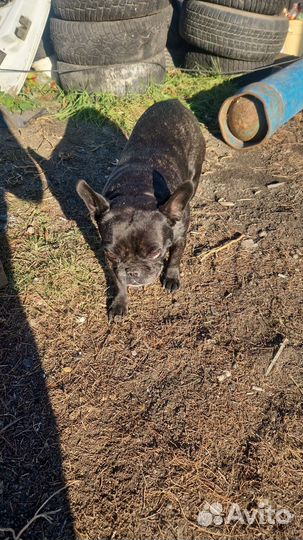 Французский бульдог в добрые руки