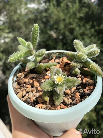 Суккуленты