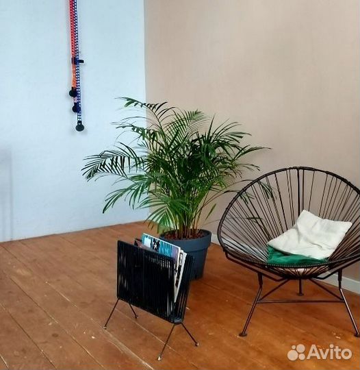 Финиковая пальма