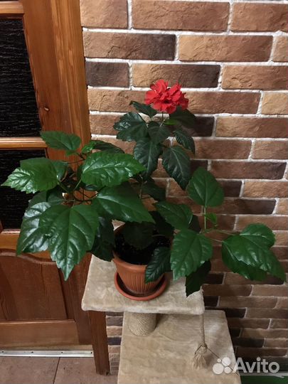 Комнатные цветы