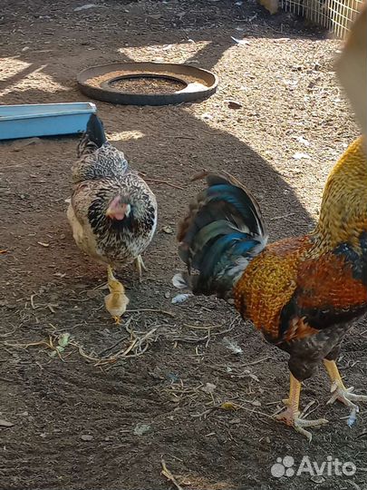Куры петухи