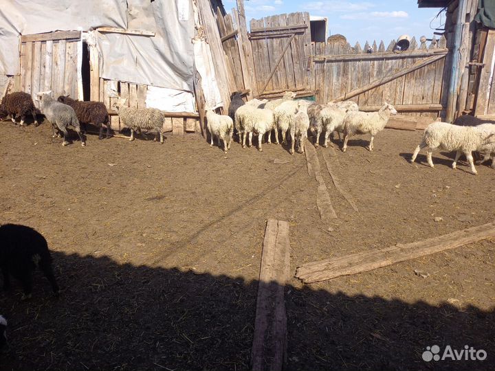 Курдючные бараны овцы