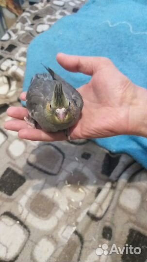 Попугай корелла птенец