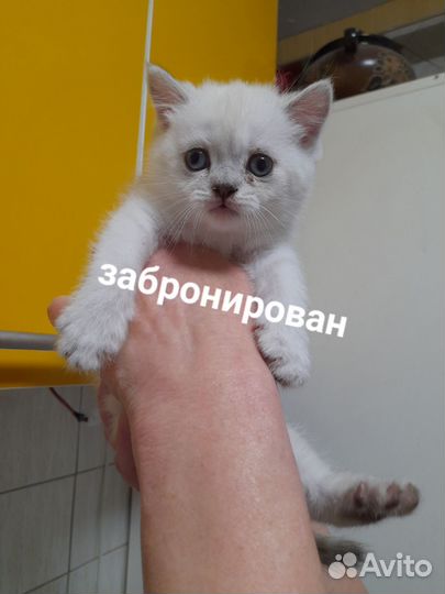 Британские котята
