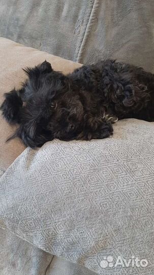 Замечательная собака в добрые руки