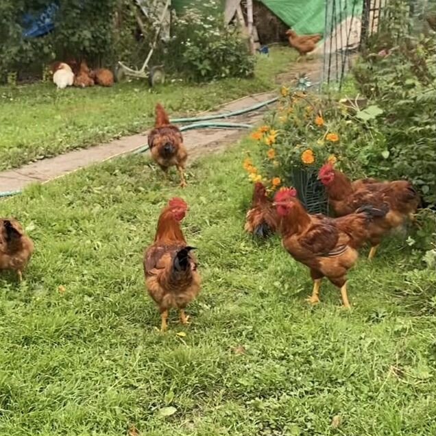 Тушка курицы домашней