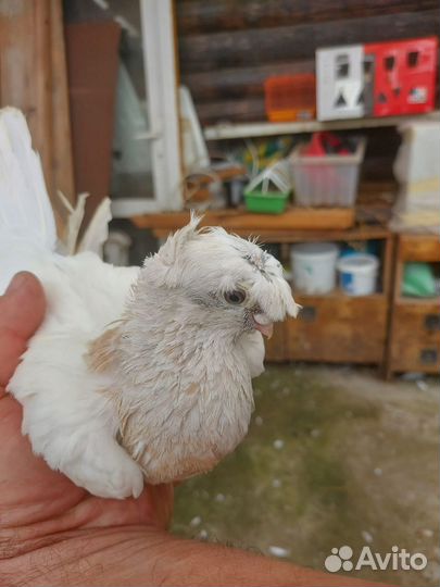 Голуби узбеки продажа