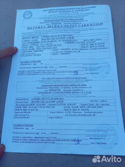 Среднеазиатская овчарка алабай щенки