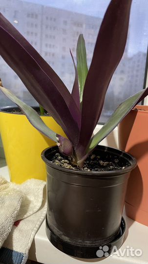 Традесканция