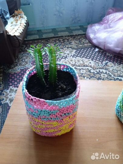 Комнатные растения кактусы