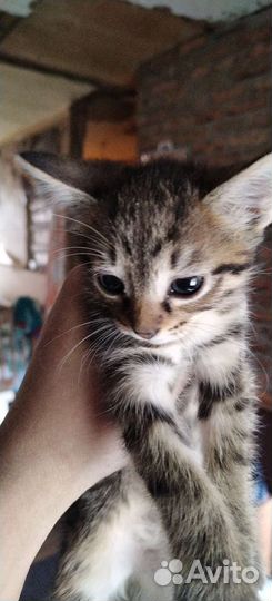 Котята ищут дом