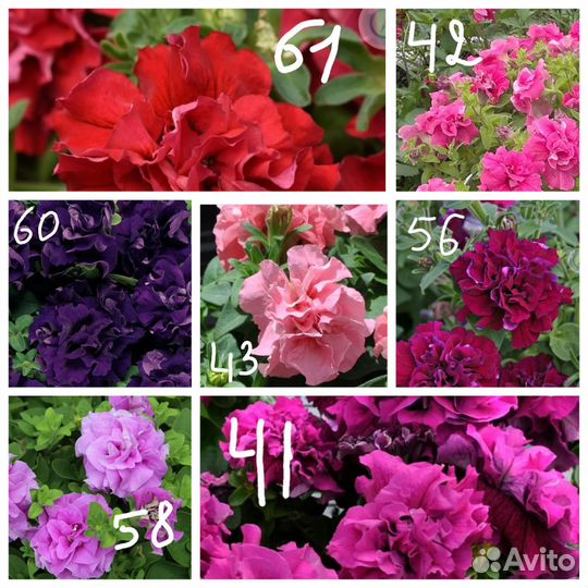 Петунии ампельные, кустовые, бахромчатые, махровые