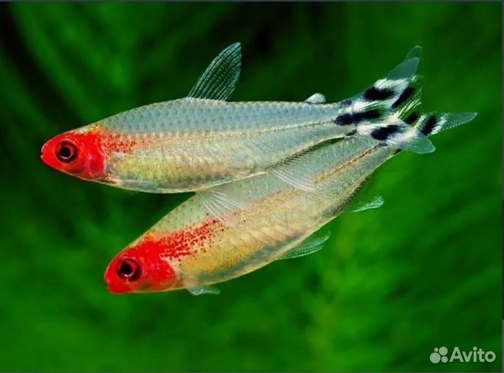 Родостомус