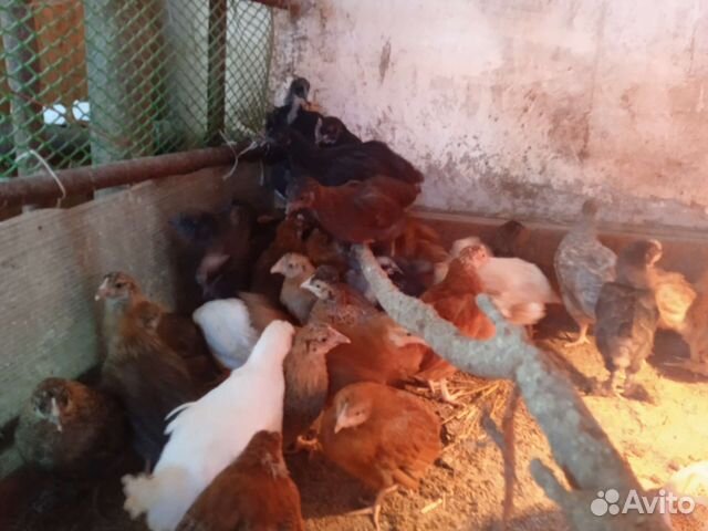 Цыплята разных пород, перепела