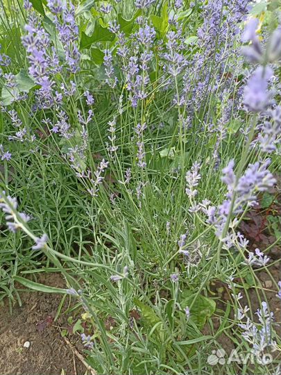 Лаванда