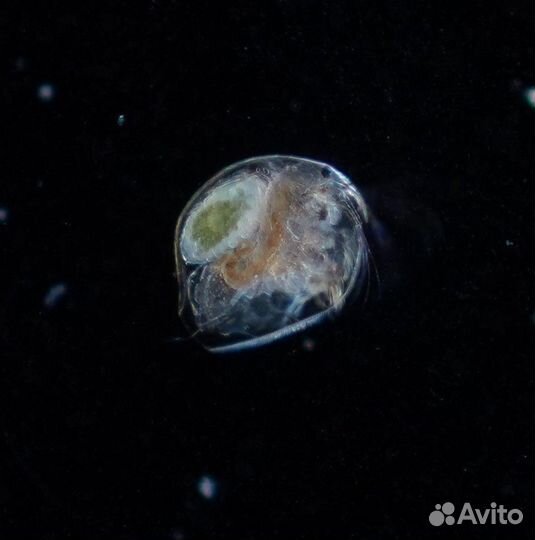 Plan Apo объективы современные и ломо