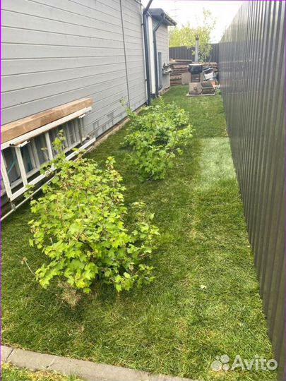 Рулонный газон под ключ