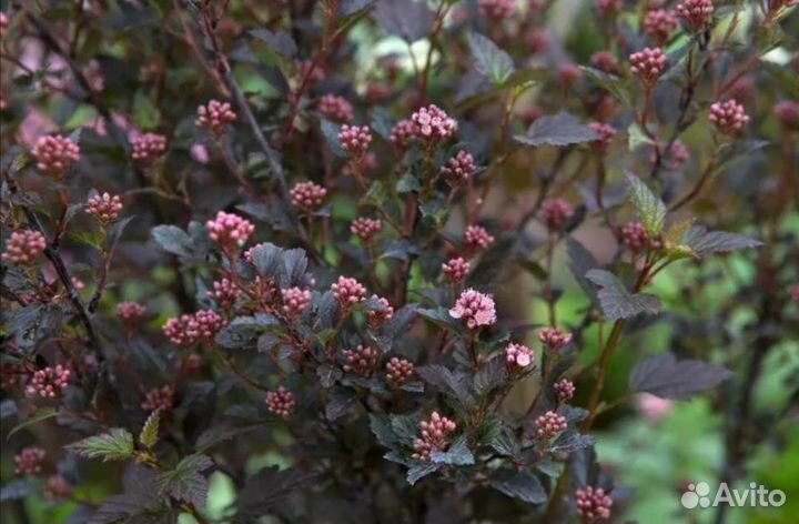 Пузыреплодники Литлы Энджел,Девил,Диабло,Ред Барон