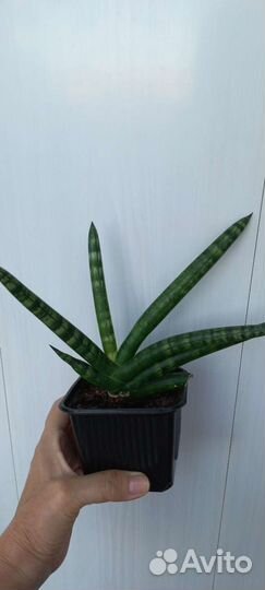 Сансивиерия цилиндрика