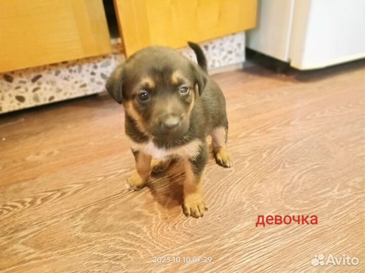 Щенки в заботливые руки