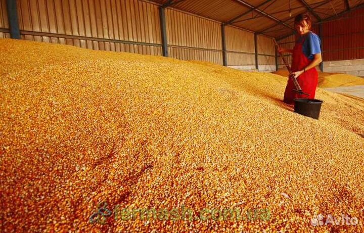 Семечки кукуруза