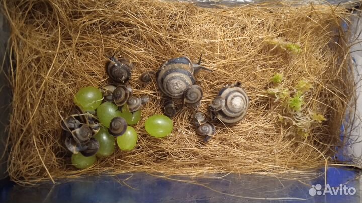 Улитки караколусы - малыши