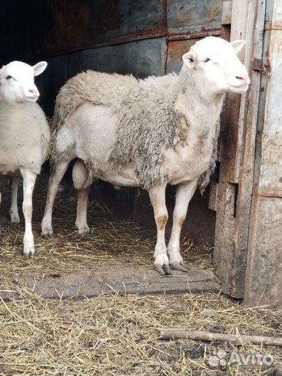 Катумский баран