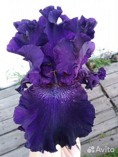 Ирисы бородатые сортовые