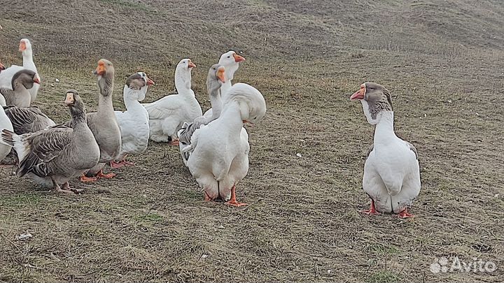 Гусь домашний