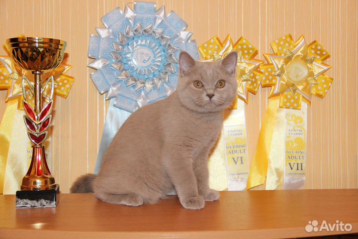 Британские очаровашки