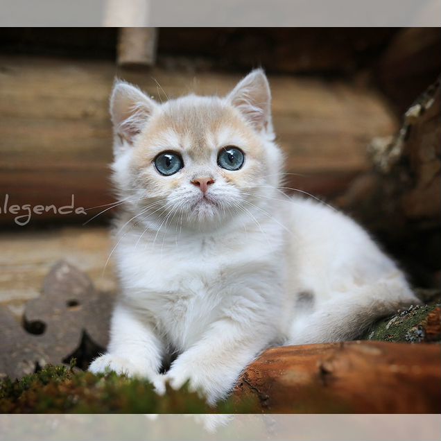Британский короткошёрстный котёнок