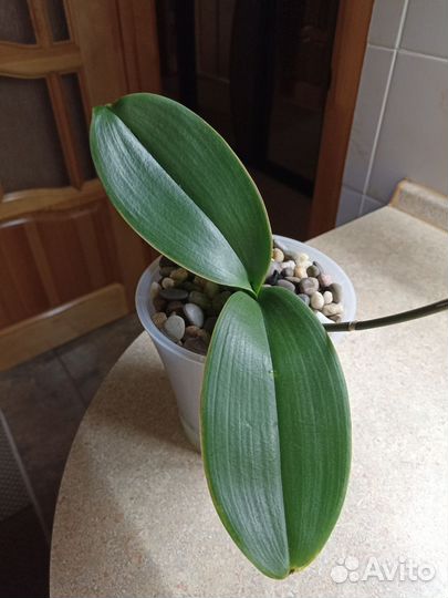 Орхидея фаленопсис