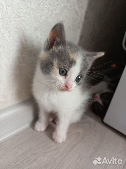 Отдам котенка в добрые руки породистые